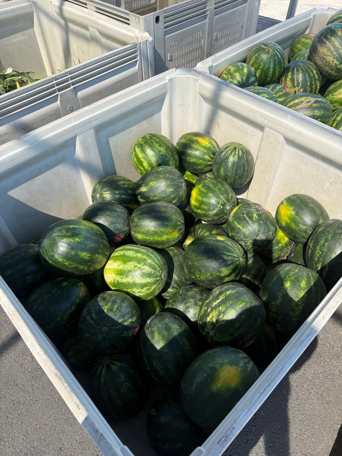 It all started with a watermelon patch